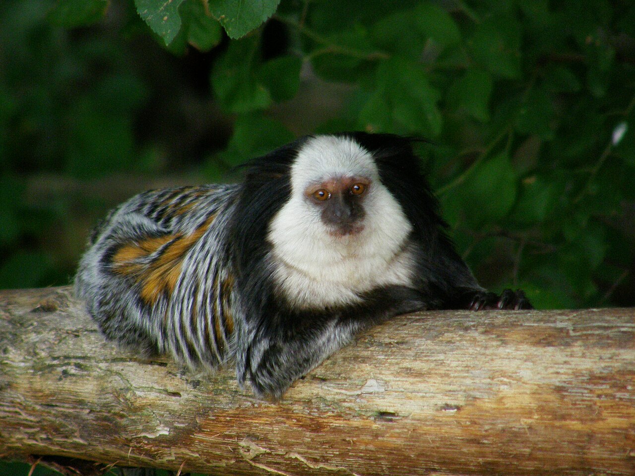 A Geoffroy’s marmoset (provisional photo)