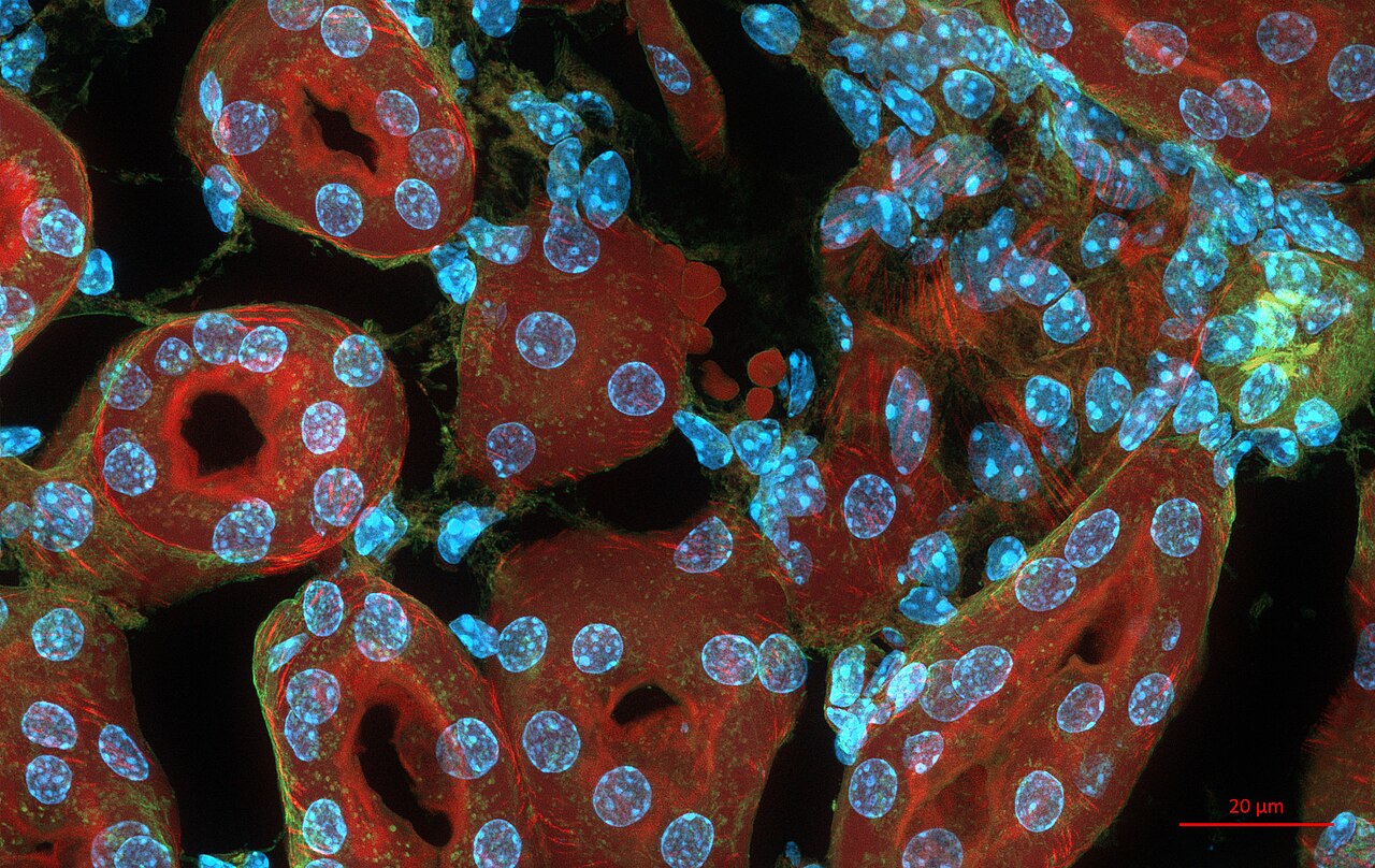 ZEISS Microscopy from Germany