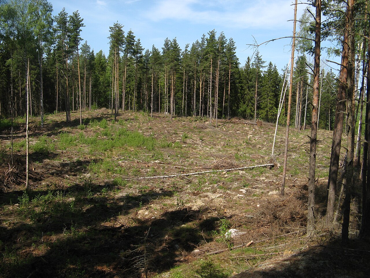 Une coupe rase en Finlande (photo provisoire, en attendant le chantier de Muhos)